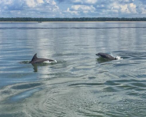 Disappearing Island Dolphin Spotting Tour