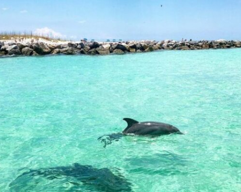 Panama City Beach Dolphin Snorkeling Adventure