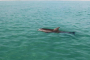 Panama City Beach Dolphin Snorkeling Adventure