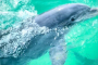 Panama City Beach Dolphin Snorkeling Adventure