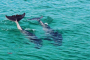 Panama City Beach Dolphin Snorkeling Adventure