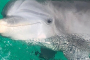 Panama City Beach Dolphin Snorkeling Adventure
