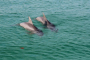 Panama City Beach Dolphin Snorkeling Adventure