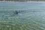 Panama City Beach Dolphin Snorkeling Adventure