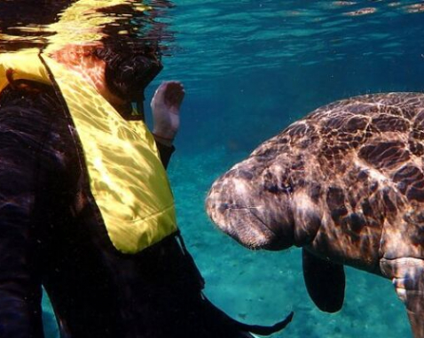Crystal River Deluxe Manatee Swim Adventure Tour