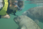 Crystal River Deluxe Manatee Swim Adventure Tour