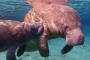 Crystal River Deluxe Manatee Swim Adventure Tour