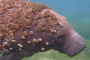 Crystal River Deluxe Manatee Swim Adventure Tour