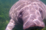 Crystal River Deluxe Manatee Swim Adventure Tour