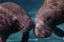 Crystal River Deluxe Manatee Swim Adventure Tour