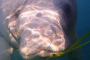 Crystal River Deluxe Manatee Swim Adventure Tour
