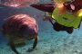 Crystal River Deluxe Manatee Swim Adventure Tour