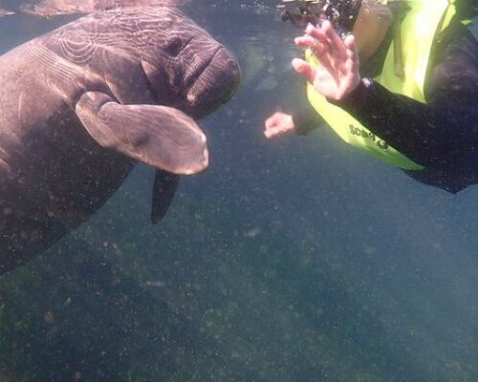 Crystal River Manatee and Rainbow River Tour