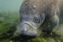 Crystal River Manatee and Rainbow River Tour