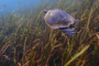 Crystal River Manatee and Rainbow River Tour