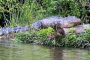 Wilmington Wildlife and History River Cruise
