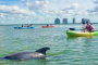 Bonita Springs Clear Kayak Eco Tour