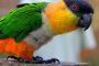 Orlando Wild Florida Wildlife Adventure Tour