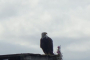 Seattle Bald Eagle Nesting River Tour