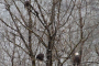 Seattle Bald Eagle Nesting River Tour