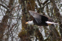 Seattle Bald Eagle Nesting River Tour