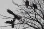 Seattle Bald Eagle Nesting River Tour