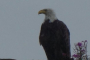 Seattle Bald Eagle Nesting River Tour