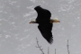 Seattle Bald Eagle Nesting River Tour