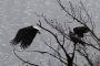 Seattle Bald Eagle Nesting River Tour