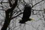 Seattle Bald Eagle Nesting River Tour