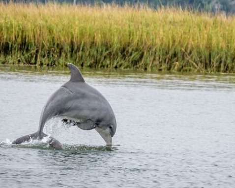 Savannah Dolphin Eco Tour