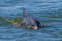 Savannah Dolphin Eco River Explorer Tour