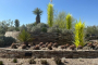 Botanical Gardens Photography Tour of Phoenix