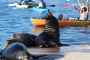 Marina Del Rey Sea Lion Paddling Adventure