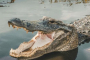 Miami Everglades Wildlife and Panoramic Boat Tour