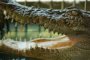 Miami Everglades Wildlife and Panoramic Boat Tour