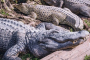 Miami Everglades Wildlife and Panoramic Boat Tour