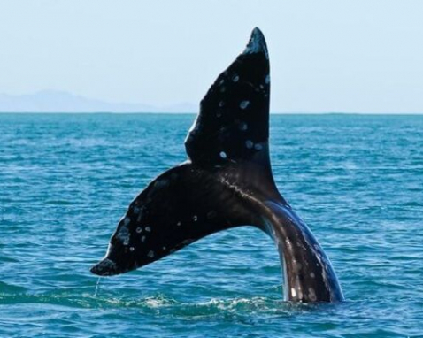 Gray Whale Watching Trip