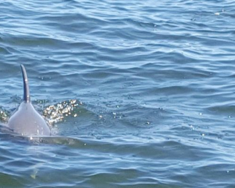 Dolphin Tour on Indian River Florida