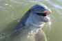 Hilton Head Island Private Dolphin Spotting