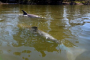 Cocoa Beach Manatee and Dolphin Kayaking