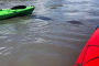Cocoa Beach Manatee and Dolphin Kayaking