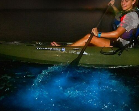 Indian River Bioluminescence Kayak Tour
