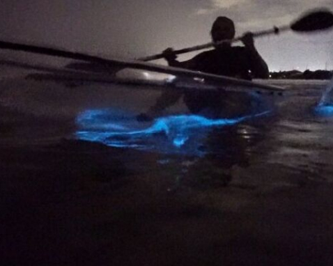Cocoa Beach Clear Kayak Bioluminescence Tour