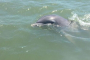 Hilton Head Island Dolphin Spotting Tour