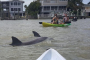 Fort Myers Wildlife Kayaking Adventure