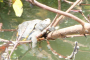 Fort Myers Wildlife Kayaking Adventure