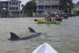 Pelican Bay Kayaking and Wildlife Adventure