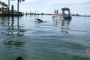 Pelican Bay Kayaking and Wildlife Adventure