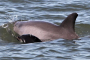 Private Dolphin Tour to Disappearing Island